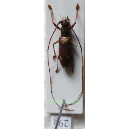 Olenecamptus bilobus (Fabricius, 1801) Philippines29g